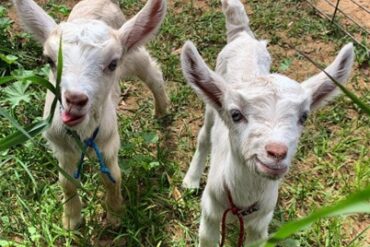 Surfing Goat Dairy Has A New Owner!